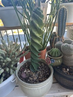 Plant