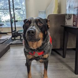 Outward Hound Dog Lifejacket Size Large