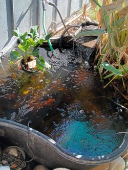Pond..plant..etc...130 gallon pond