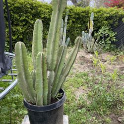 Cactus Plant 
