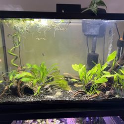 30 Gallon Fish Tank 
