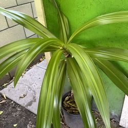 Liriosflorese color de rosa