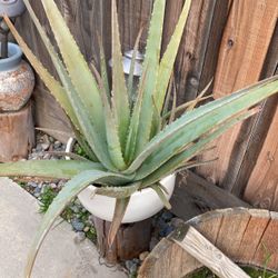 Sábila por $20