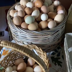 Eggs For Sale 