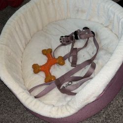 Leash, Harness, Bed & chew Toy 