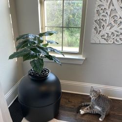 Hidden Litter Box Plant