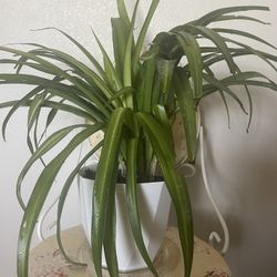 SPIDER Natural Plant