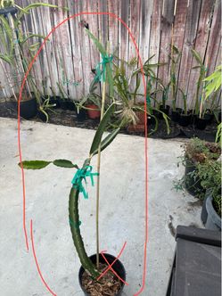 NATURAL MYSTIC dragonfruit plant around 4ft