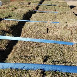 Grass Sod For Sale