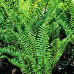 Boston / Western Sword Ferns -- 2-3' ft. Tall 🌿