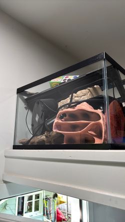 Lizard aquarium and supplies