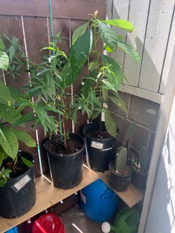 Aguacates  plantas