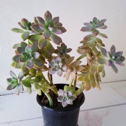 Potted Succulent 