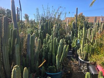 Large Columnar Cactus Collection