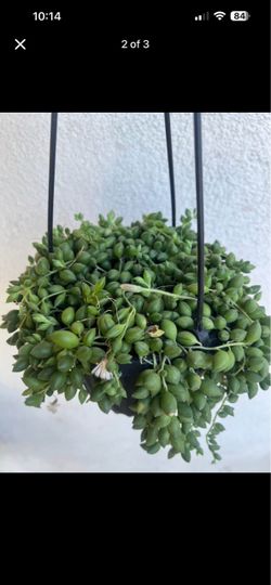 String of tears succulent plant