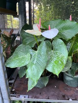 White anthurium in 6” pot. SPECIAL PRICE 🤩
