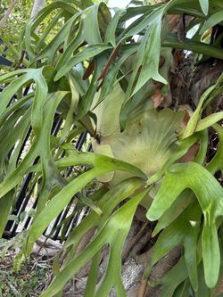 Large Stag Horn Plant