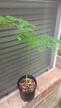 2+ feet tall Morianga tree plant