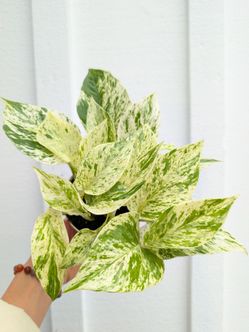 Pothos Marble Queen Plant 4" Pot - Indoor House Plants