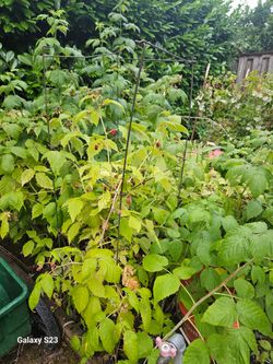 Free Everbearing Raspberry Canes