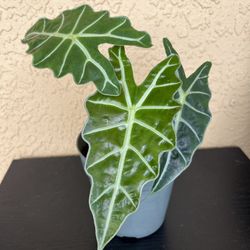 Alocasia Amazonica Plant 🪴