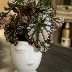 Decor Natural Plant