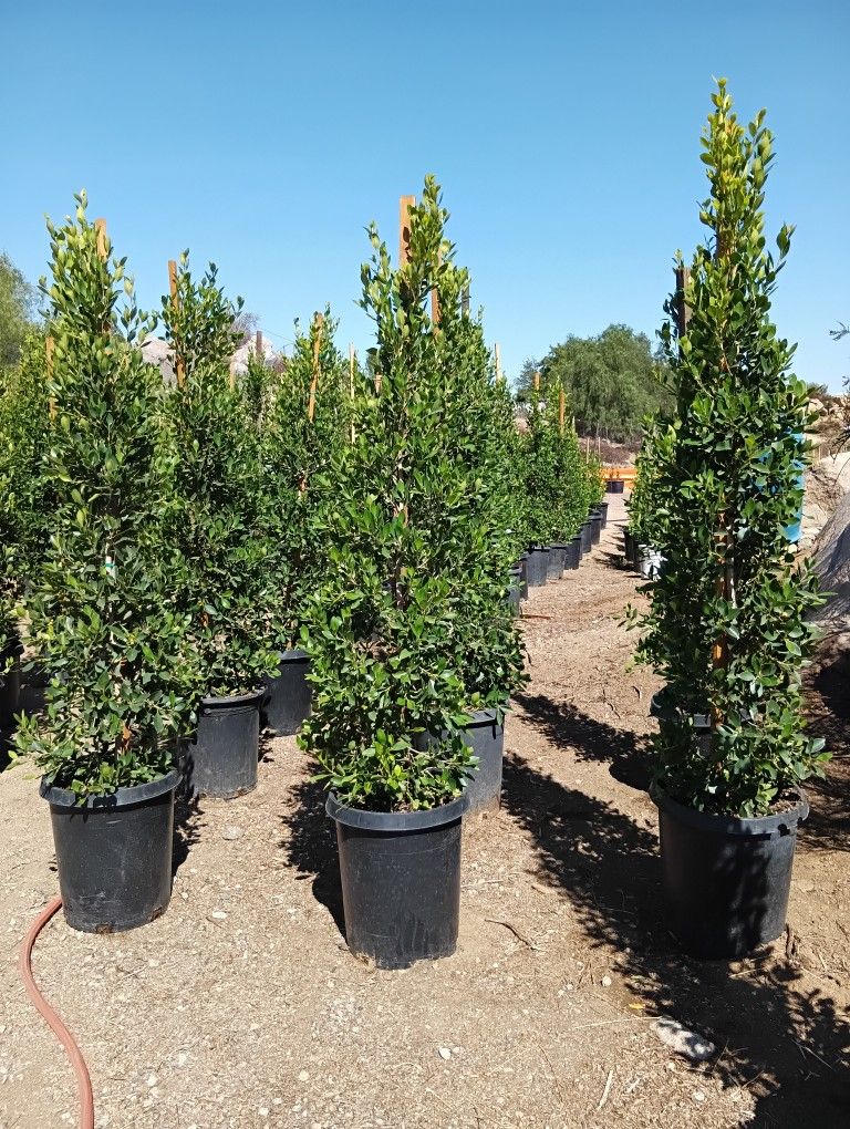 ficos Para la Pribasida de supropieda