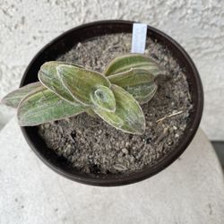 6 Inch Pot Succulent Plant - Tradescantia Sillamontana - White Velvet Wandering Dude - Rooted & Established Plant - Drought Resistant 🪴