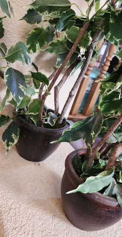 Artificial Plants