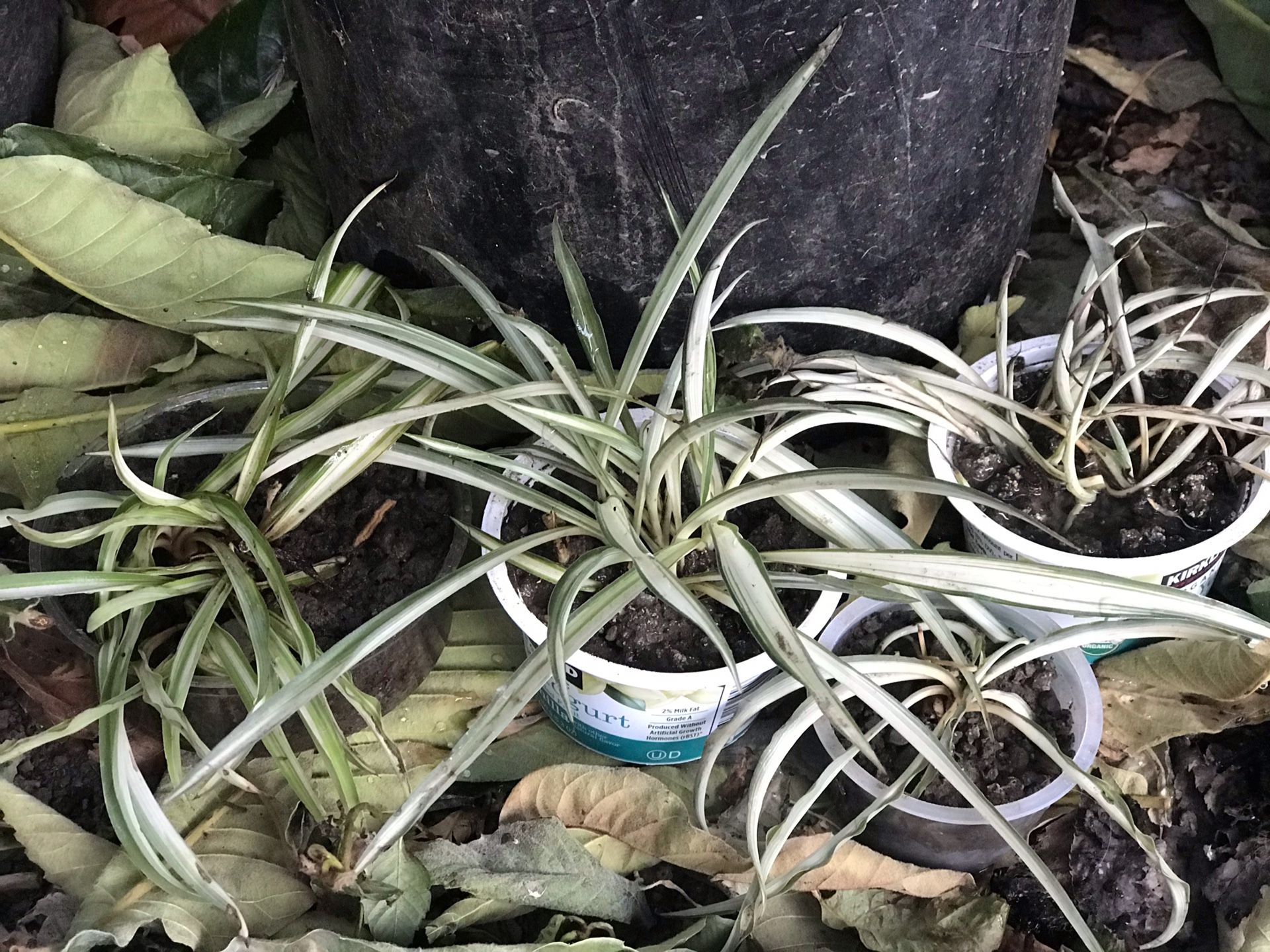 Indoor or outdoor Chlorophytum comosum air cleaner spider plants