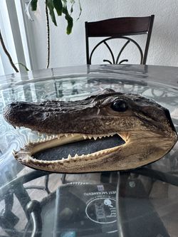 Aligator Head Decor