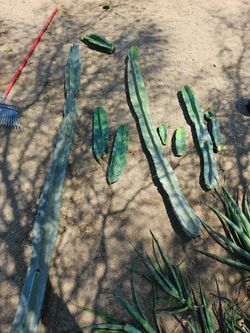 Plants for sale $2 to $60