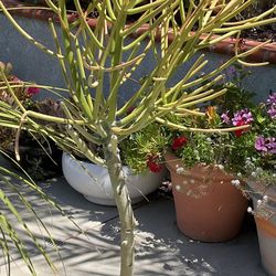 Tree Shaped Euphorbia Fire Bush Succulents About 5 Ft