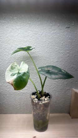 Alocasia simpo albo