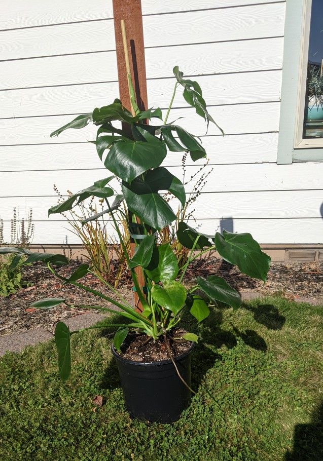 Large Healthy Monstera
