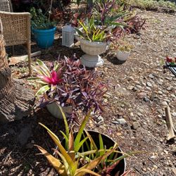 Beautiful And Healthy Plants 