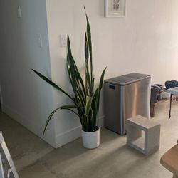 snake plant in white pot