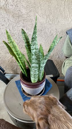 Snake plant 🪴