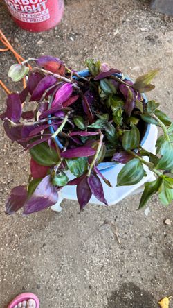 Pot with plant
