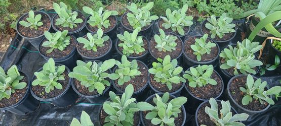 Healthy Rose Campion Plants $5 each