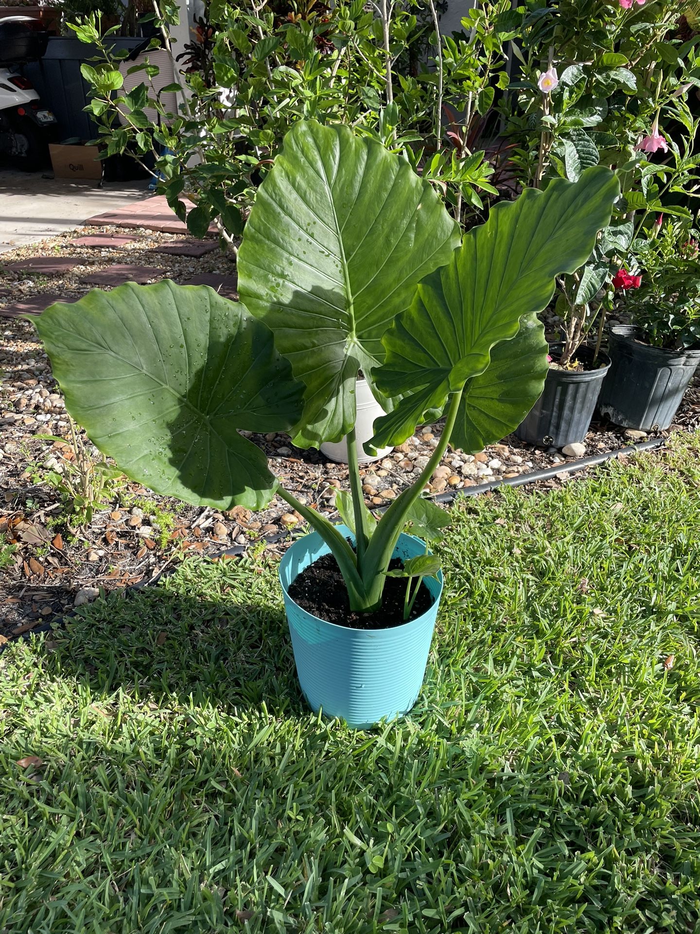 Elephant Ear Plant