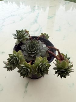 Sempervivum Calcareum 'Greenii' - Frost Hardy Succulent (Live Plant)