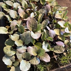 Brassica Seed Starts