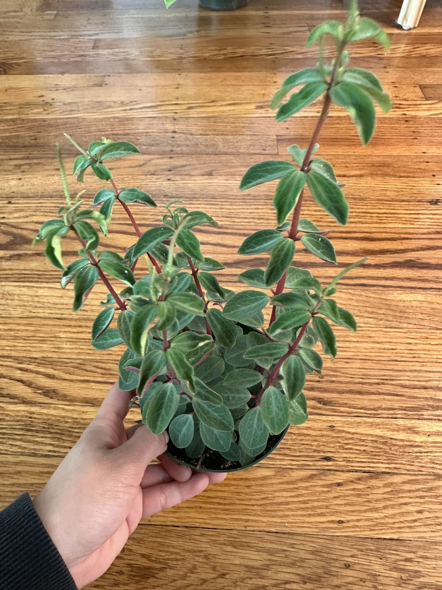 Peperomia Verticillata Plant