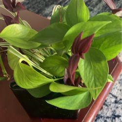 3 Different Plants In Water Indoor