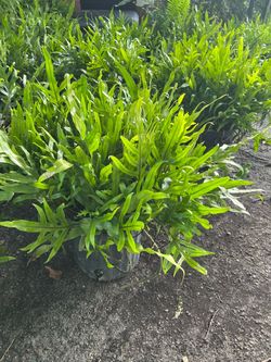 Kangaroo ferns in 3 gls pot. SPECIAL PRICE 🤩