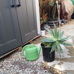 Large Yucca