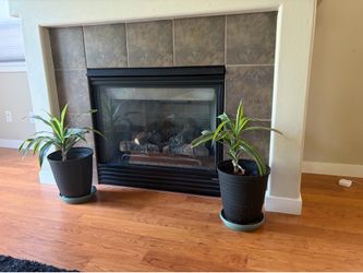 Pair of Dracaena Lemon Lime Plants in Pots