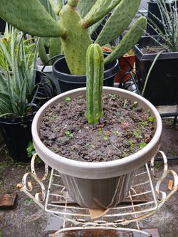 Cactus San Pedro