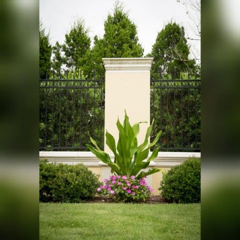 Crinum Lilly Plant In 7 Gal Plantas De Landscaping Crinum Lilly